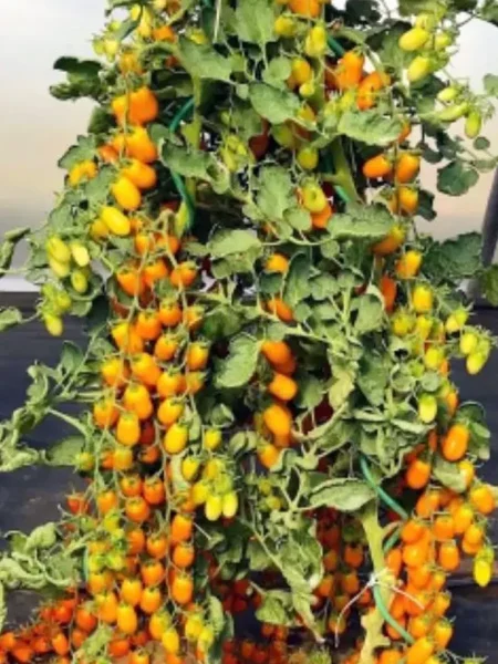 cherri-liza-main-171318