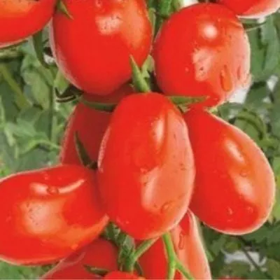 cherripalchiki-4-174349