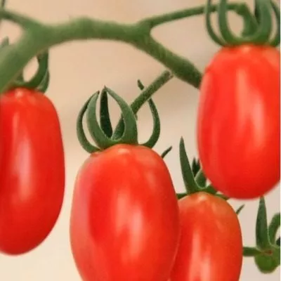 cherripalchiki-5-174349