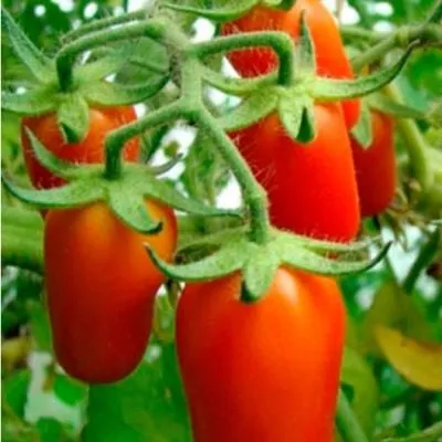 cherripalchiki-6-174349