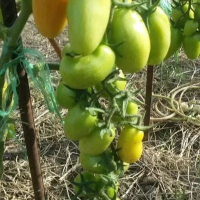 cherripalchiki-9-174349