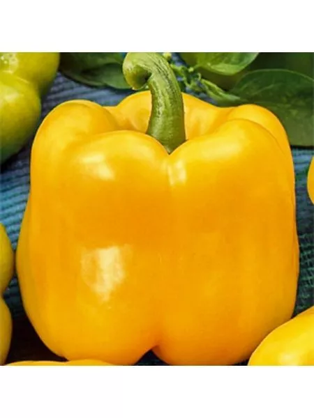 chudo-chudnoe-zheltoe-2-180096