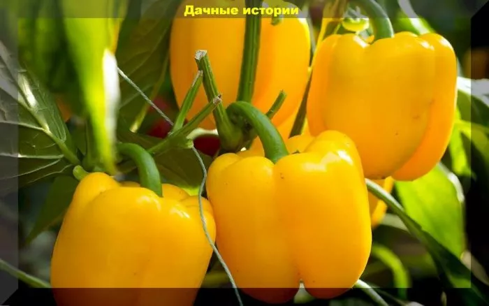 chudo-chudnoe-zheltoe-4-180096