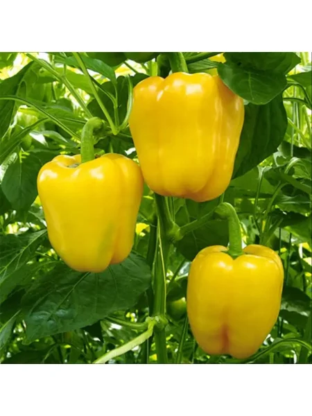 chudo-chudnoe-zheltoe-5-180096