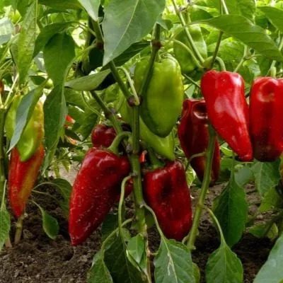 chudo-derevo-4-186353