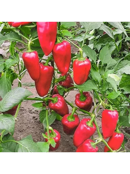 chudo-derevo-main-186353