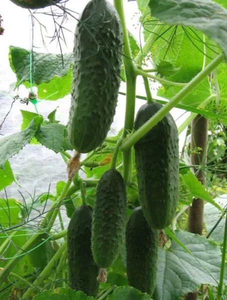 chudo-lentyaya-main-200871