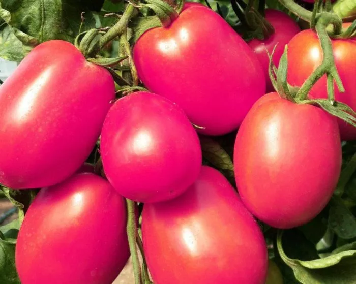 de-barao-rozovyy-1-174453