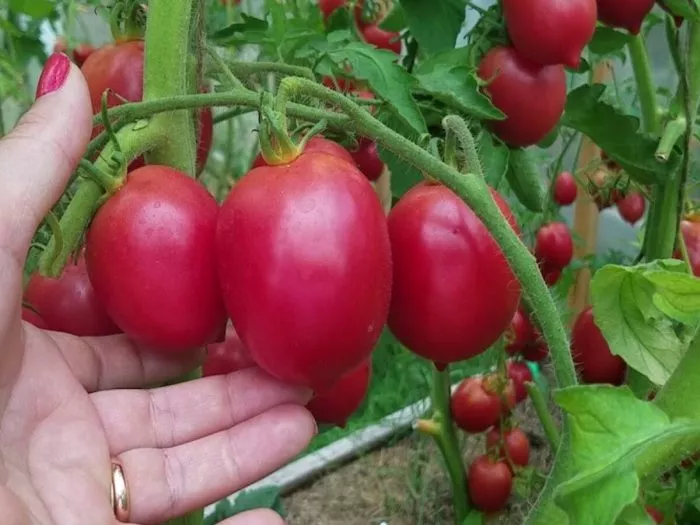 de-barao-rozovyy-main-174453