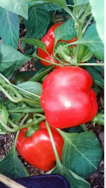 ded-moroz-main-183488