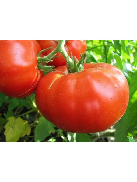 dekabrist-main-176081