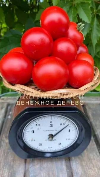 denezhnoe-derevo-2-171472