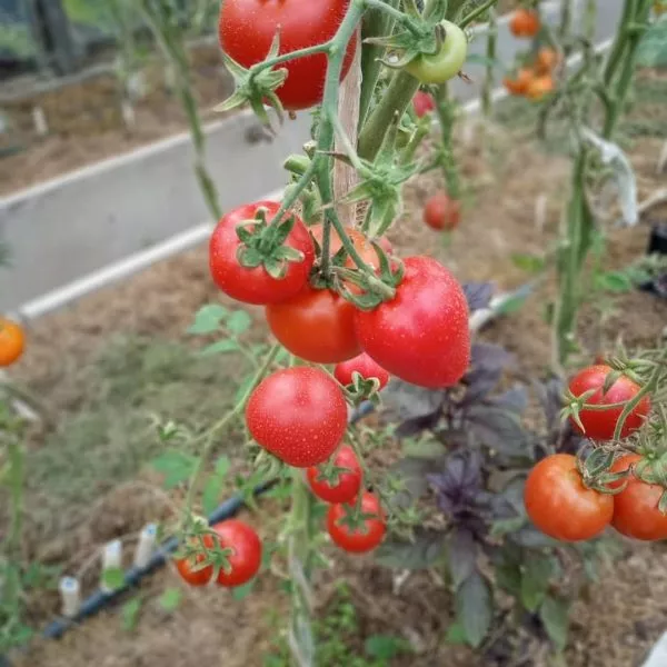 denezhnoe-derevo-3-171472