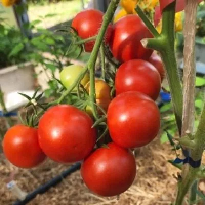 denezhnoe-derevo-4-171472