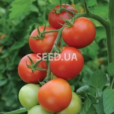 denezhnoe-derevo-7-171472