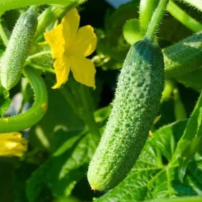 derevenskaya-yarmarka-main-192784