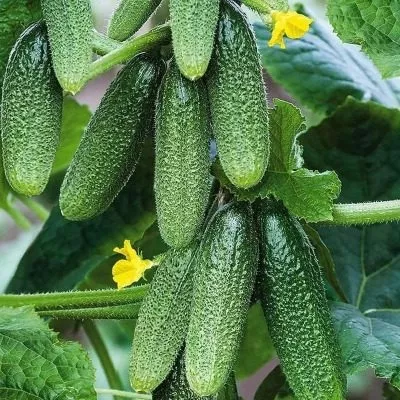 derevenskiy-raznosol-3-197311