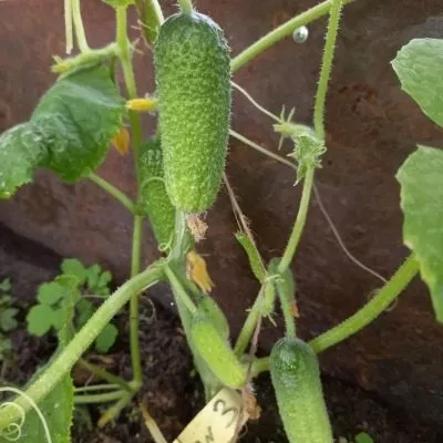 derevenskiy-raznosol-4-197311