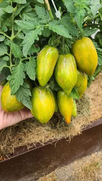 derzkaya-meri-2-175960