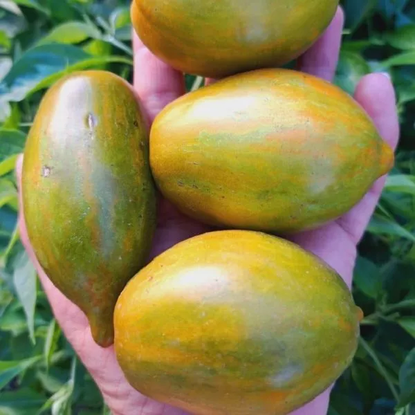 derzkaya-meri-5-175960