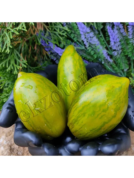 derzkaya-meri-6-175960