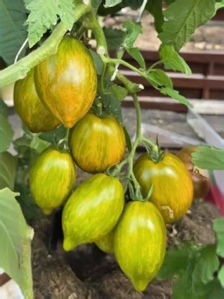 derzkaya-meri-main-175960