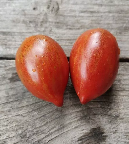 dikiy-gus-main-168969