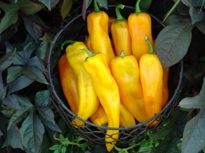 dinozavr-main-190451