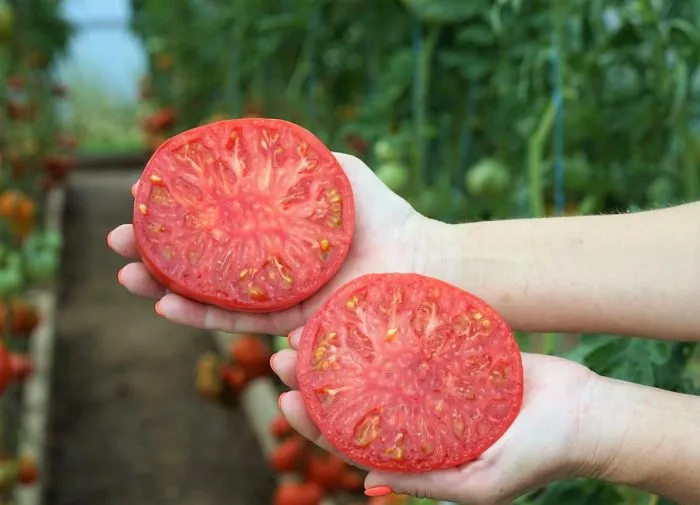 doktor-layl-10-175555