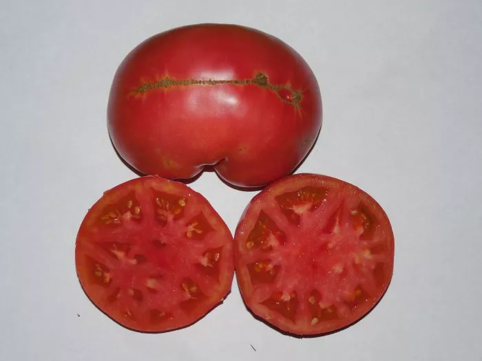 doktor-layl-11-175555