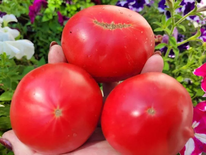 doktor-layl-2-175555