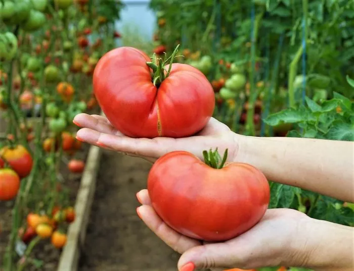 doktor-layl-4-175555