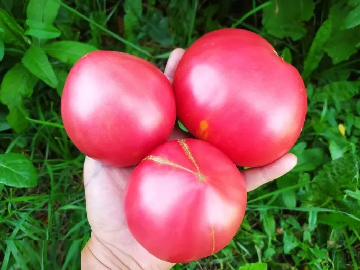 doktor-layl-6-175555