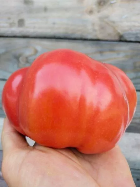 doktor-layl-7-175555