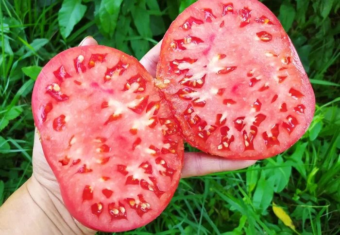 doktor-layl-8-175555