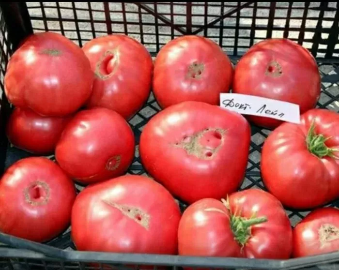 doktor-layl-9-175555