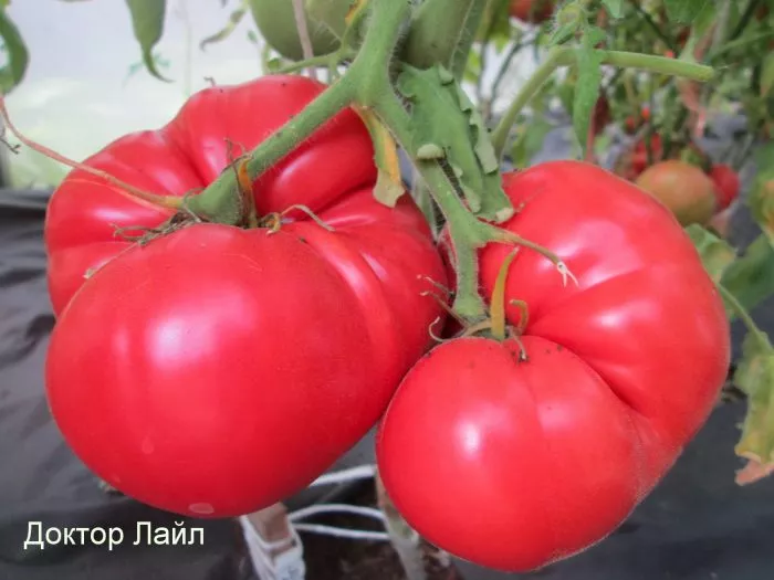 doktor-layl-main-175555