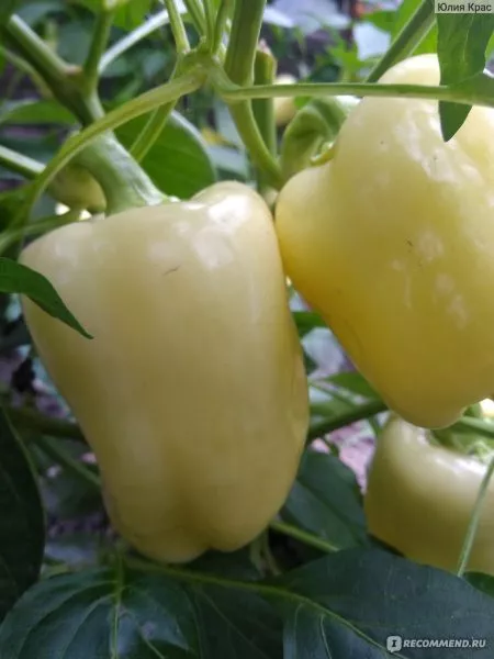 dunyasha-main-181286