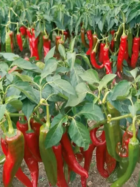 dvoynoe-izobilie-3-188886