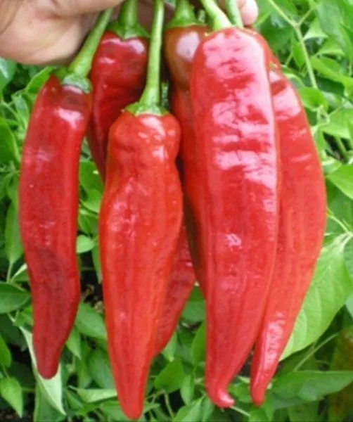 dvoynoe-izobilie-5-188886