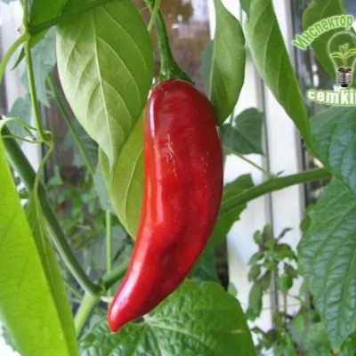 dvoynoe-izobilie-6-188886