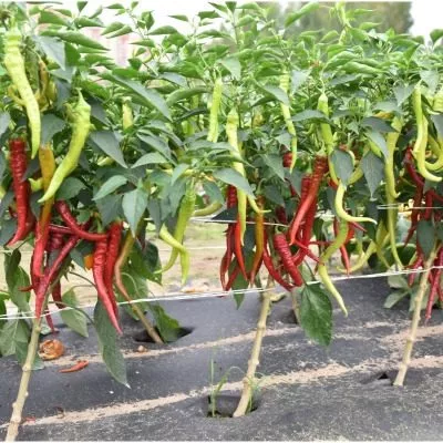 dvoynoe-izobilie-7-188886