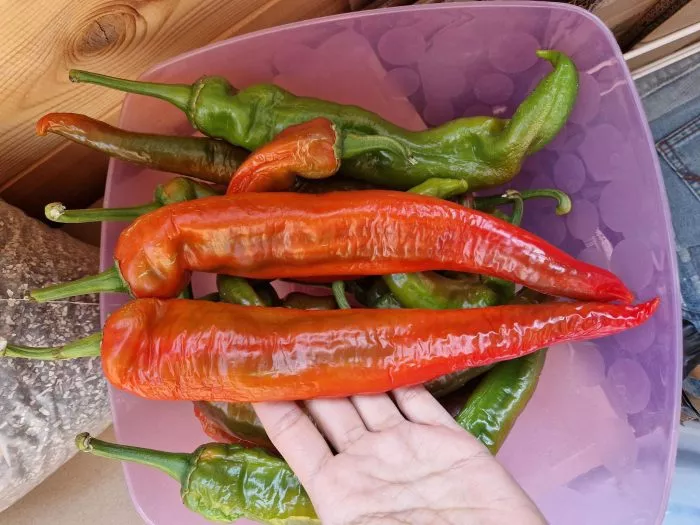 dvoynoe-izobilie-main-188886