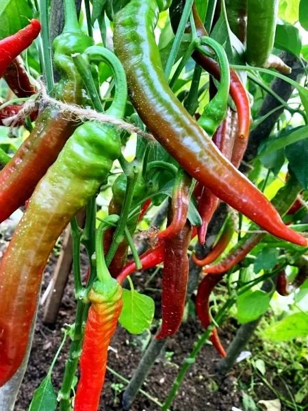 dzhimmi-nardello-1-183554