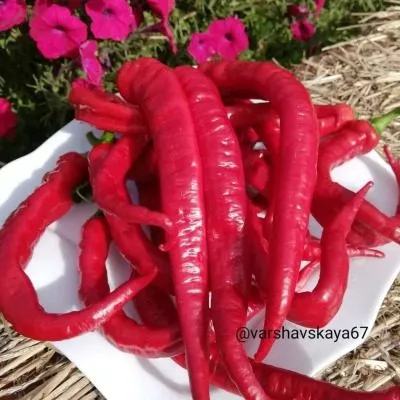 dzhimmi-nardello-11-183554