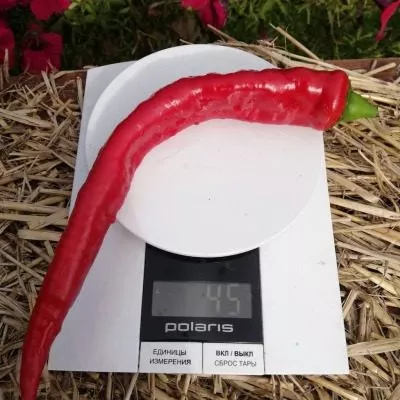 dzhimmi-nardello-12-183554