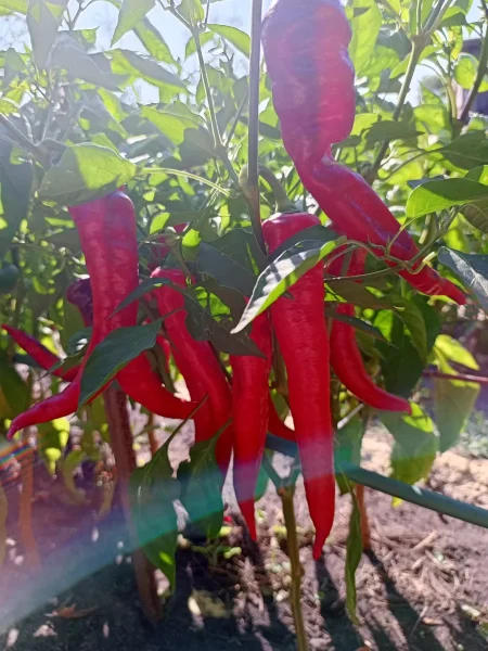 dzhimmi-nardello-2-183554