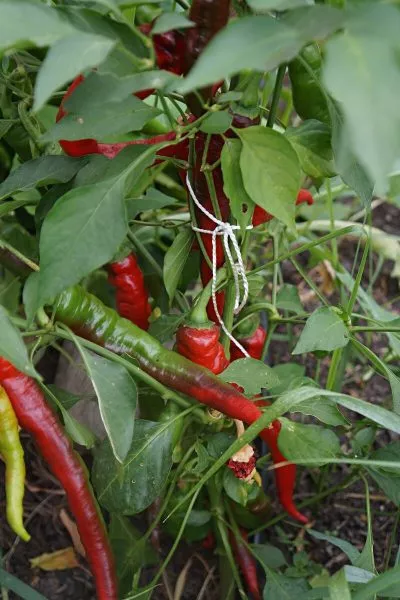 dzhimmi-nardello-3-183554