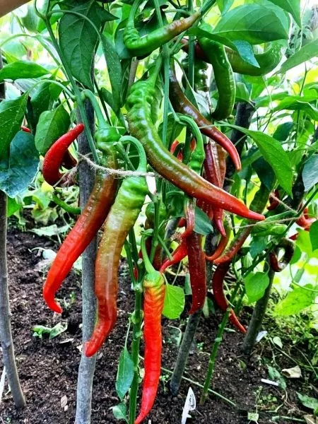 dzhimmi-nardello-5-183554