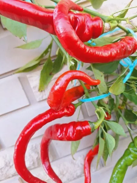 dzhimmi-nardello-7-183554